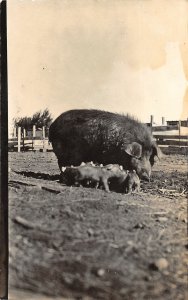 H58/ Interesting Real Photo RPPC Postcard c1910 Pig Mama Piglets Hog 28