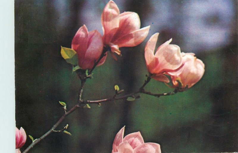 Postcard greetings flower bouquet roses nature wild 1984