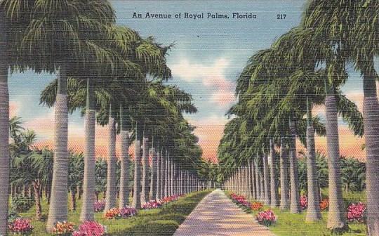 Florida Royal Palms An Avenue Of Royalo Palms 1950