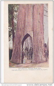 Roadway Through Giant Cedar Tree Washington