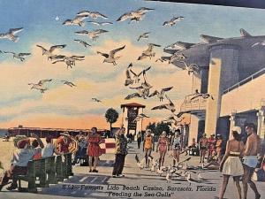 Postcard  Famous Lido Beach Casino. Feeding Sea-Gulls. Sarasot, FL      X9