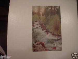 tin cup creek University heights Montana MT Postcard