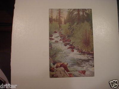 tin cup creek University heights Montana MT Postcard