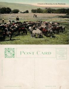 A BUNCH OF BRONCHOS IN THE NORTHWEST FARM SCENE ANTIQUE POSTCARD