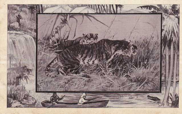 The Tiger - Africa Animal - Copyright 1909 M J Mintz of Chicago - DB