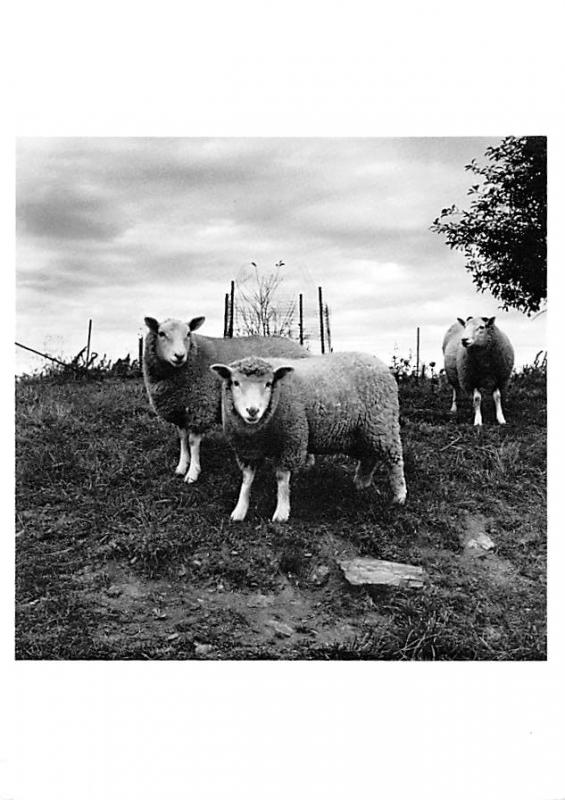 Sheep - Photo by Peter Hujar