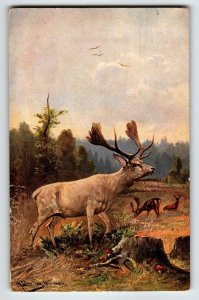 Deer Mushrooms Rustic Woods Postcard Signed Muller Wildlife HKM 350 Germany 1907