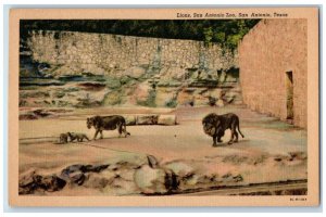 c1930's Lions San Antonio Zoo, San Antonio Texas TX, Animals Vintage Postcard 