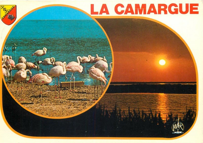 Animal Postcard La Camargue region Pink Flamingos