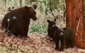 Black Bear and Cubs