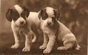 \Two dogs. What next?\ Nice vintage Englishpostcard