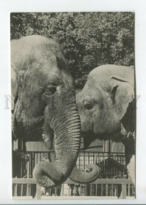 464612 USSR 1967 year Leningrad zoo indian elephants postcard