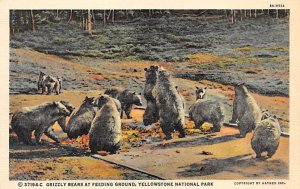 Grizzly Bears at Feeding Ground Yellowstone National Park, WY, USA Bear Unused 