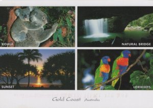 Australia Postcard- Gold Coast - Koala, Sunset, Lorikeets, Natural Bridge RR7150