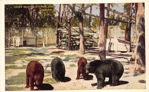 Bears in City Park Zoo Denver, Colorado, USA Bear Unused 