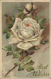White Rose - Nice Gilt Embossing BEST WISHES c1910 Postcard