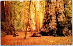 Postcard - General Sherman Tree, Henry Cowell Redwoods State Park - California