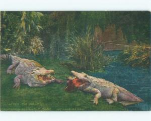 Divided-Back FIGHTING ALLIGATORS AT CALIFORNIA GATOR FARM Los Angeles CA E8564