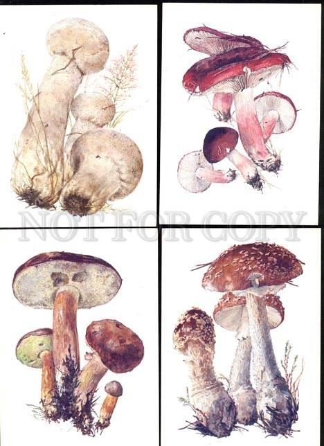 033904 MUSHROOMS Collection of 16 russian colorful cards #3