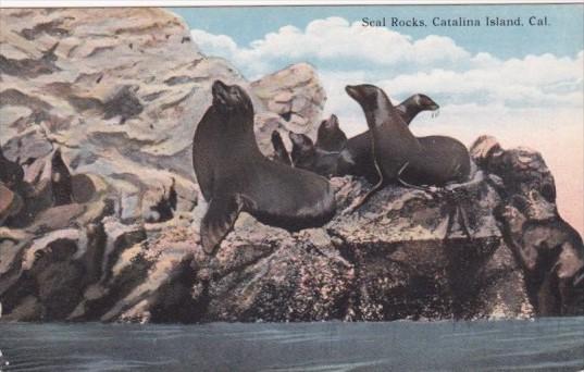 Sea Lions At Seal Rocks Catalina Island California Curteich