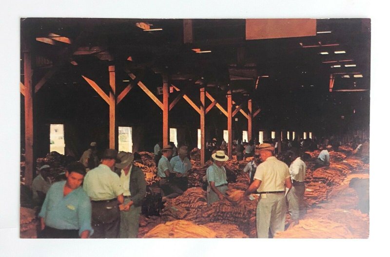 1950s North Carolina Tobacco Warehouse Auction Sale Postcard Loose Leaf Air Cure