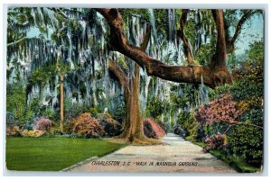 c1910's Walk In Magnolia Gardens Charleston South Carolina SC Unposted Postcard