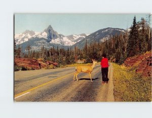 Postcard Wildlife is abundant in Glacier Montana USA