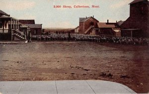 Culbertson Montana 2,000 Sheep Vintage Postcard AA43488