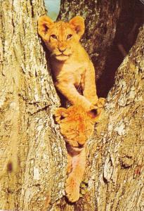 BR100649 kenya lion cub  in tree animal animaux   africa