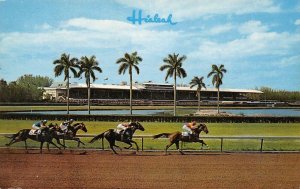 HIALEAH RACECOURSE A Thrilling Race Miami, Florida Horse Race c1960s Postcard