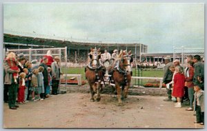 Olympia Washington 1950s Postcard Fair-Time Draft Horse Team