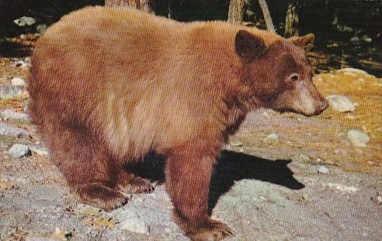 American Black Bear Yosemite National Park California