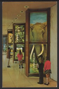 DC WASHINGTON Interior National Geographic Society Life-Size Elephant ~ Chrome