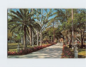Postcard Azaleas along drive leading to Ringling Residence, Sarasota, Florida