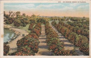 Florida Trees Typical Orange Grove 1924 Curteich