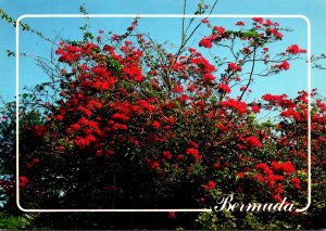 Bermuda Bougainvillea In Full Bloom