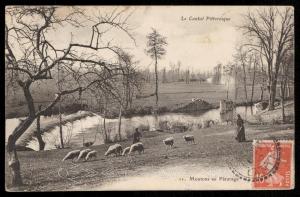 Le Cantal Pittoresque - Moutons au Paturage