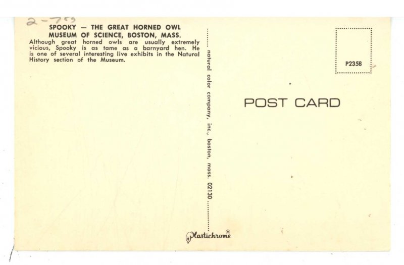 Birds - Great Horned Owl