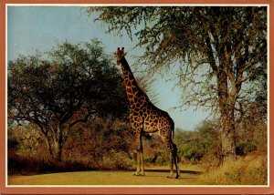 South Africa Kruger National Park Giraffe