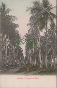 South Africa Postcard - Avenue of Cocoanut Palms  RS33915