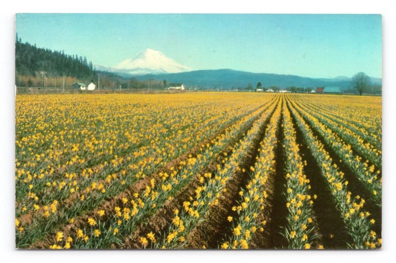 Daffodil Fields Mount Rainier Dick Lewis Pontiac Advertising Chrome Postcard Q8