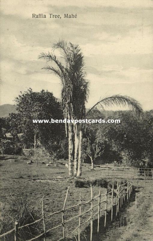 seychelles, MAHE, Raffia Tree (1910s)