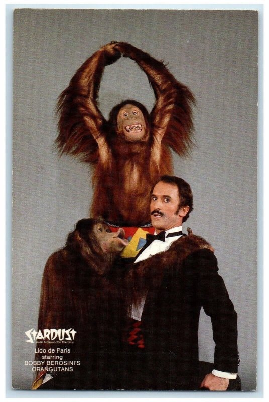 1988 Stardust Bobby Berosini's Orangutans Las Vegas NV Monkey Vintage Postcard