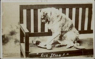 Dog on Bench Catches Bird Real Photo c1910 Postcard