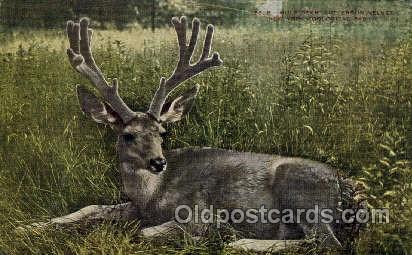 Mule Deer, New York Zoological Park New York, USA Postcard Post Cards Old Vin...