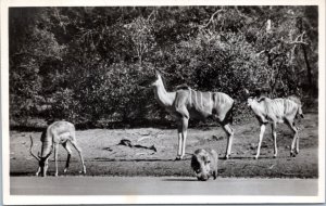 Postcard Animals - Antelope at river South Africa postmark