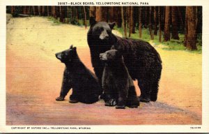 Yellowstone National Park Black Bears Curteich