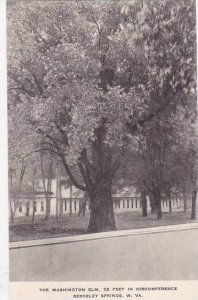 West Virginia Berkeley Springs The Washington Elm Albertype