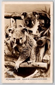 RPPC Koalas Or Australian Native Bears Postcard U25