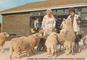 Feeding Time Ponderosa Cafe Top Of Horseshoe Pass Llangollen Postcard